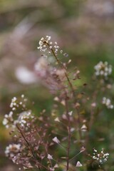 Shepherd's purse flowers in winter. Brassicaceae annuals with edible young leaves.