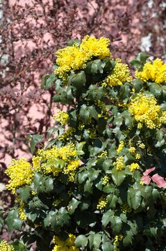 Spring flowering of Magone Holm, Mahonia aquifolium, evergreen s