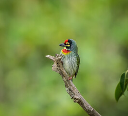 Copper Smith Barbet