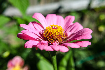 Obraz premium Pink Zinnia flower.
