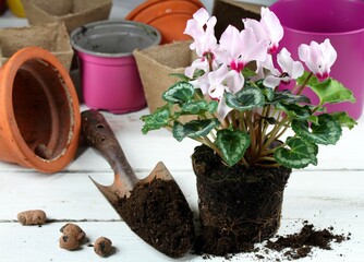 Replanting of pink cyclamen flower. Transplanting of Cyclamen persicum, flower pots and a shovel ...