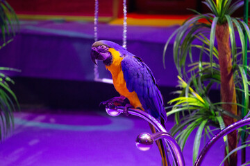 Large parrot with colored feathers in a circus on a metal crossbar among greenery and palm trees in neon light