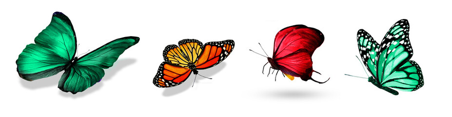 Set of color tropical butterflies, isolated on the white background - obrazy, fototapety, plakaty