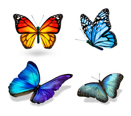 Set of color tropical butterflies, isolated on the white background