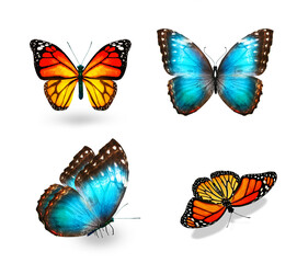 Set of color tropical butterflies, isolated on the white background