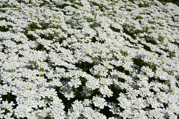 biały, kwitnący ubiorek wiecznie zielony, Iberis sempervirens