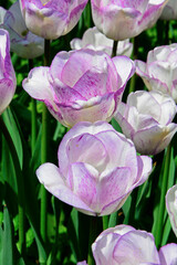 bialo-różowe tulipany, tulipa