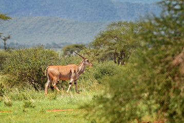 Common Eland - Taurotragus oryx, large rare antelope from African bushes and savannah, Tsavo East, Kenya.