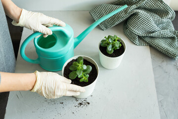 Succulents in pots on the table. Woman gardener in gloves watering flowers (indoors)