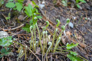 Close up of ferns growing in the undergrowth 