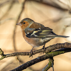 Male Chaffinch on a branch (Fringilla coelebs)
