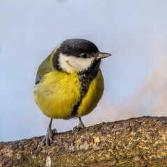 Great Tit (Parus major)