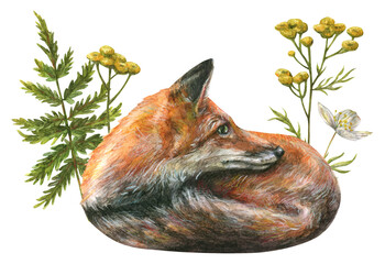Obraz premium A watercolor illustration of a red, fluffy forest fox curled up in a ball surrounded by spring flowers and herbs.