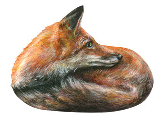 Watercolor illustration of a red, fluffy forest fox that curled up into a ball