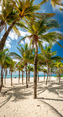 Obraz na płótnie Canvas Tropical landscape with coconut palm on Playacar beach at Caribbean sea in Playa del Carmen, Mexico