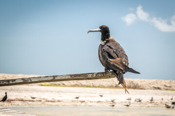 Magnificent frigatebirds in the national park Rio Lagartos. Yucatan, Mexico