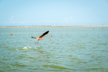 Flying flamingo at Rio Lagartos Biosphere Reserve, Yucatan, Mexico