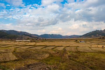 Naklejka premium yellow grass countryside farming fields surrounded with mountain and bright blue sky at morning