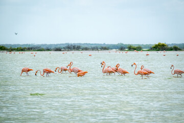Obraz premium A row of American flamingos at Rio Lagartos Biosphere Reserve, Yucatan, Mexico