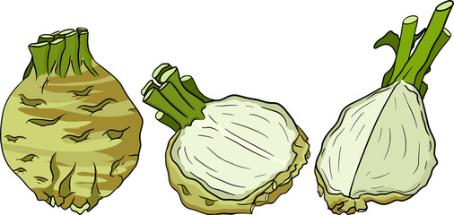 Naklejka premium Celery hand drawn vector illustration. Vegetable in sketch style. Detailed vegetarian food drawing. Farm market product