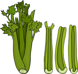 Celery hand drawn vector illustration. Vegetable in sketch style. Detailed vegetarian food drawing. Farm market product