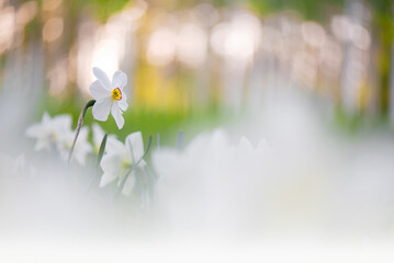 White daffodils in springtime, bokeh background. Selective focus and shallow depth of field. - obrazy, fototapety, plakaty