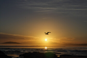 Plakat Bird flying at sunset 