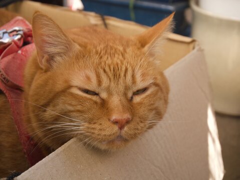 眠そうなちゃとら猫