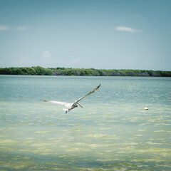 Pelican in flight over the river in RIO Lagartos, Caribbean, Yucatan, Mexico