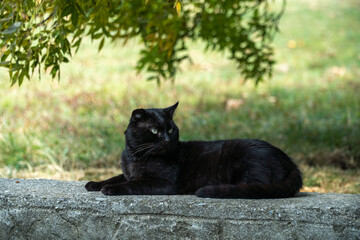 Black cat lies on the railing