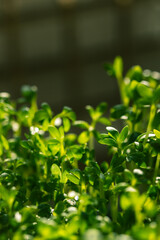 lots of green lettuce sprouts. Micro-greens watercress.