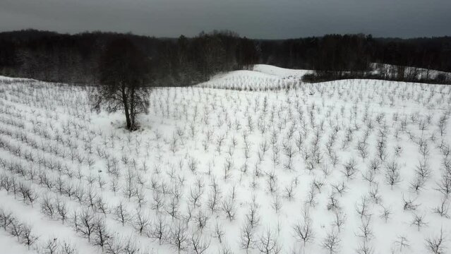 pskov, a winter field with apple trees removed from the air from a drone