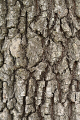 Fototapeta premium Fragment kory na pniu dębu.