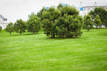 blooming Christmas trees in spring on green mown grass