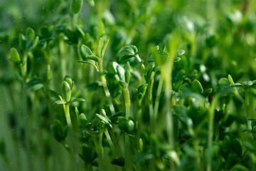 Fototapeta na wymiar lots of green lettuce sprouts. Micro-greens watercress.