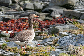 Greylag goose, anser anser, walking on the seaside.