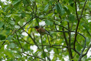 Chaffinch (Fringilla coelebs) sings in the tree.