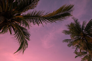 Fototapeta na wymiar Tropical and exotic palm trees on sunset colorful sky background. For vacation design. Pink background.