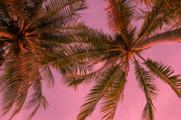 Naklejka na ściany i meble Pink exotic background with palm trees under the sun. Adorable vacation travel design. Pink sunset landscape