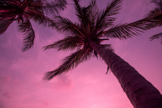 Tropical and exotic palm trees on sunset colorful sky background. For vacation design. Pink background.