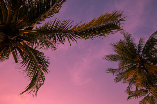 Tropical and exotic palm trees on sunset colorful sky background. For vacation design. Pink background.