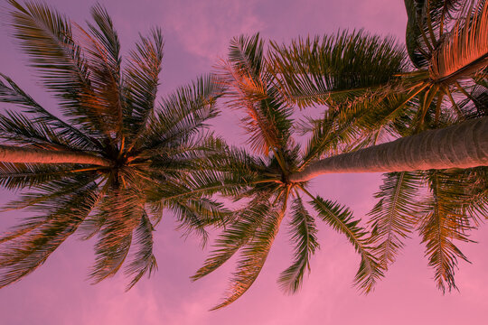 Pink exotic background with palm trees under the sun. Adorable vacation travel design. Pink sunset landscape