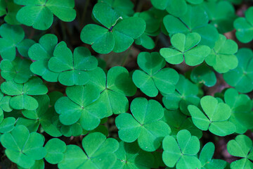 Green carpet of a bunch of green clover closeup, Oxalis acetosella.
