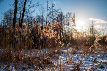 dry cane on the lake