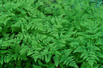 Fresh green leafs of Gymnocarpium Dryopteris plumosum.