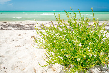 Sandy coast of the Gulf of Mexico near Rio Lagartos. Green grass in the foreground and azure water and horizon in the background, Yucatan, Las Coloradas