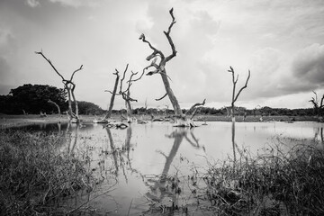 Swamp or lake with dead trees in nature reserve Rio Lagartos, Yucatan, Mexico