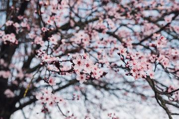 Spring blossoms. Tree branch with beautiful fresh pink flowers in full bloom, close up. Blooming sakura. Floral background.
