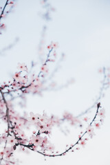 Spring blossoms. Tree branch with beautiful fresh pink flowers in full bloom, close up. Blooming sakura. Floral background.