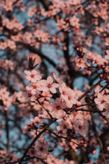 Spring blossoms. Tree branch with beautiful fresh pink flowers in full bloom, close up. Blooming sakura. Floral background.